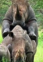 Rhinos mating